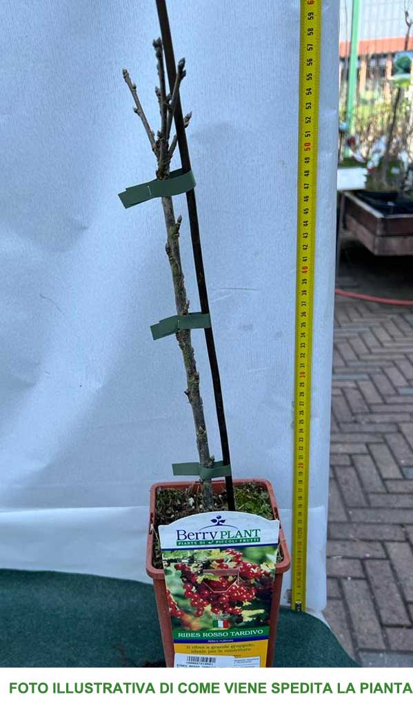 RIBES ROSSO PRECOCE VASO 18CM