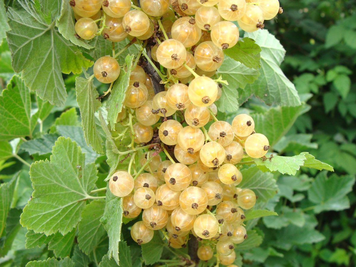 RIBES BIANCO IN VASO 12CM