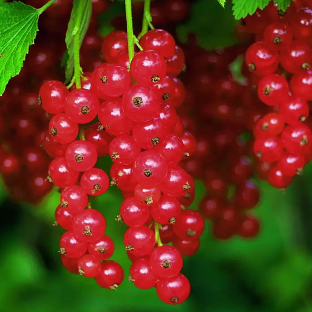 RIBES ROLAN IN VASO 16CM