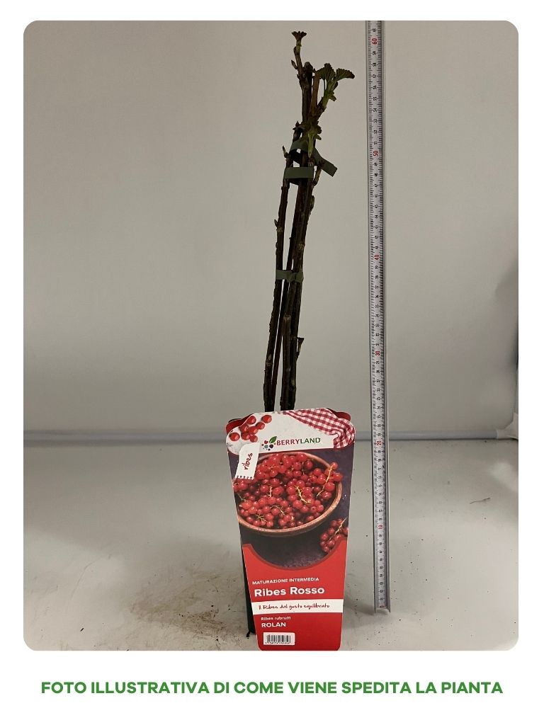 RIBES ROLAN IN VASO 16CM