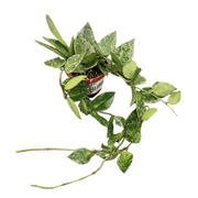 HOYA KERRII FIORE DI CERA IN VASO 6CM