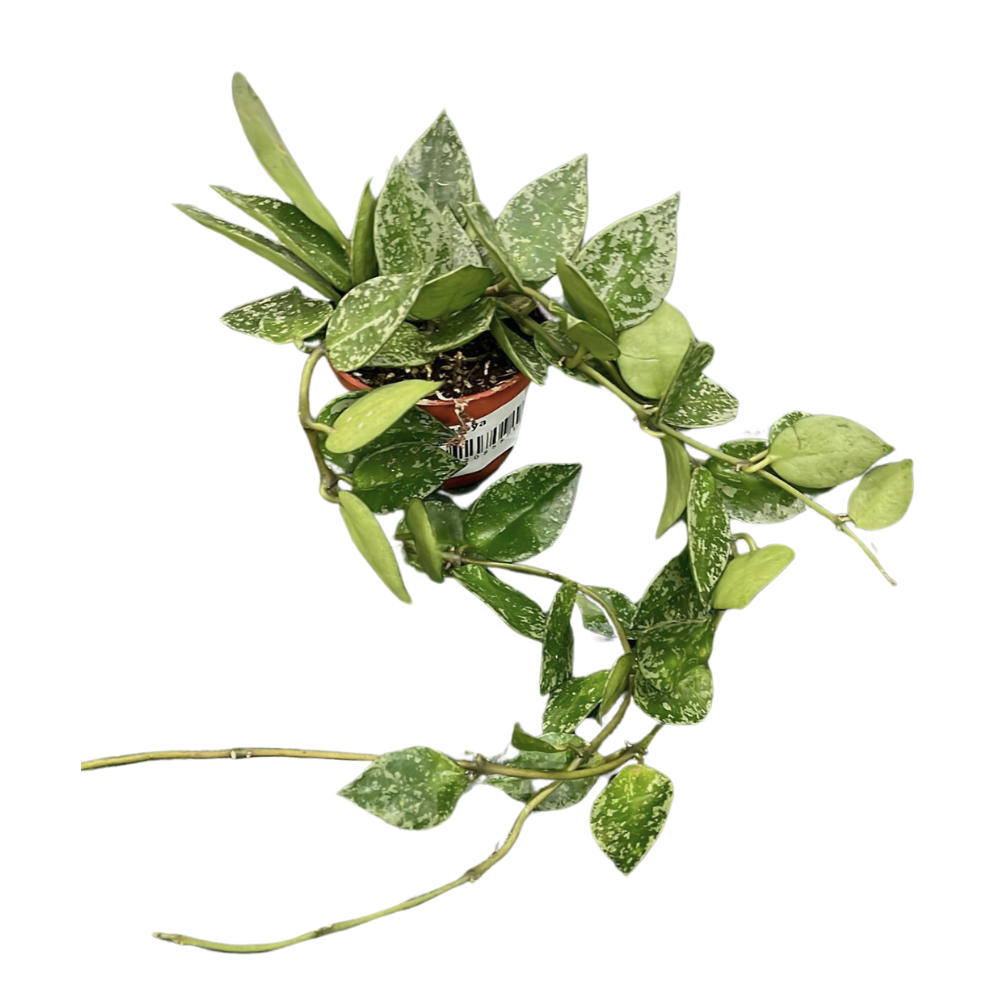 HOYA KERRII FIORE DI CERA IN VASO 6CM