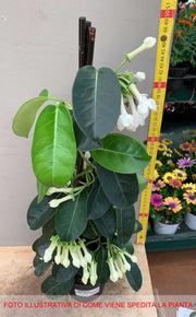 STEPHANOTIS FLORIBUNDA GELSOMINO DEL MADAGASCAR IN VASO 12CM