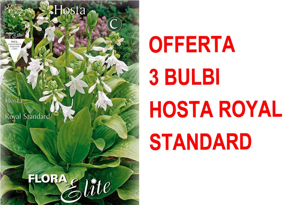 OFFERTA 3 BULBI DI HOSTA FORTUNEI ROYAL STANDARD