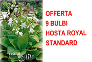 OFFERTA 9 BULBI DI HOSTA FORTUNEI ROYAL STANDARD