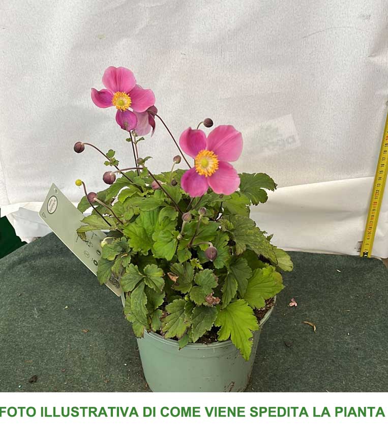ANEMONE HUPEHENSIS PRAECOX VASO 17CM