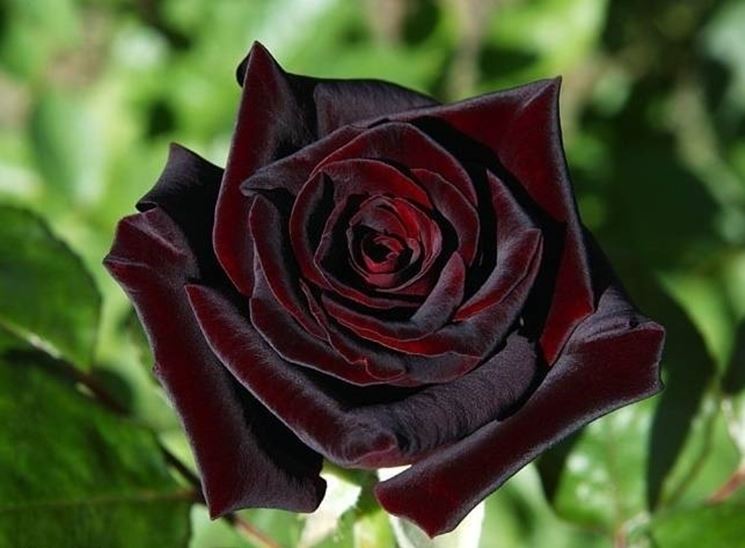 ROSA BLACK BACCARA IN VASO 19CM