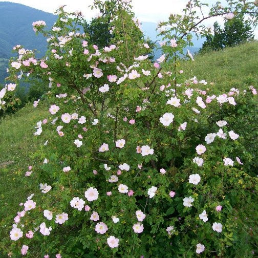 ROSA CANINA (1 PIANTA)