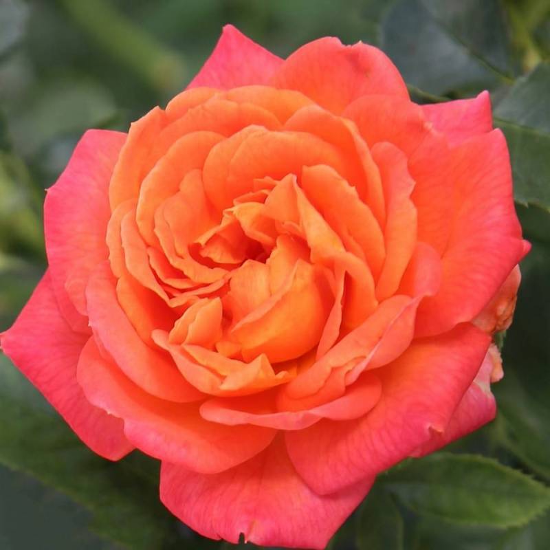 ROSA VULCANO IN VASO 14CM