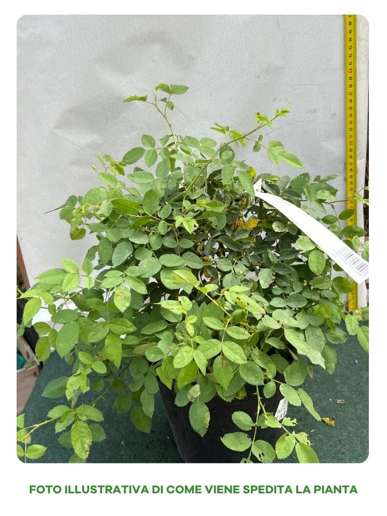 ROSA CANINA IN VASO 18CM