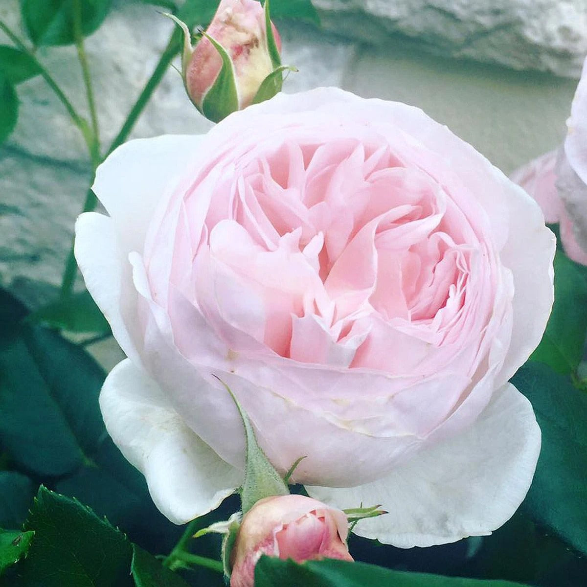 ROSA GAITEE FLEURIE IN VASO 17CM