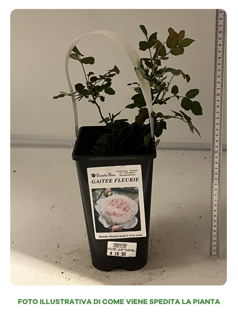 ROSA GAITEE FLEURIE IN VASO 17CM