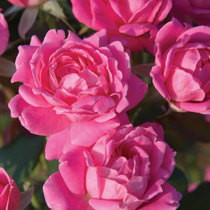 ROSA PINK DOUBLE KNOCK OUT VASO 18CM