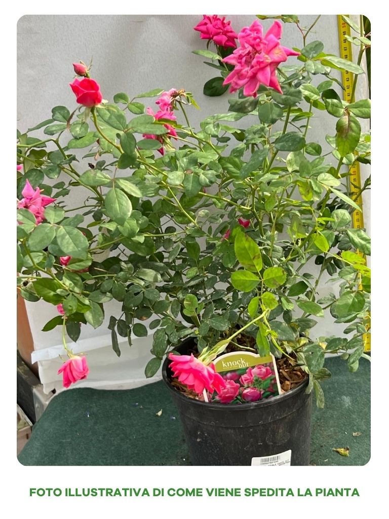 ROSA PINK DOUBLE KNOCK OUT VASO 18CM