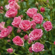 ROSA LILLY ROSE VASO 18CM