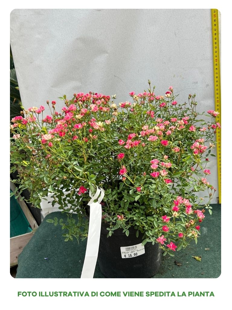 ROSA LILLY ROSE VASO 18CM