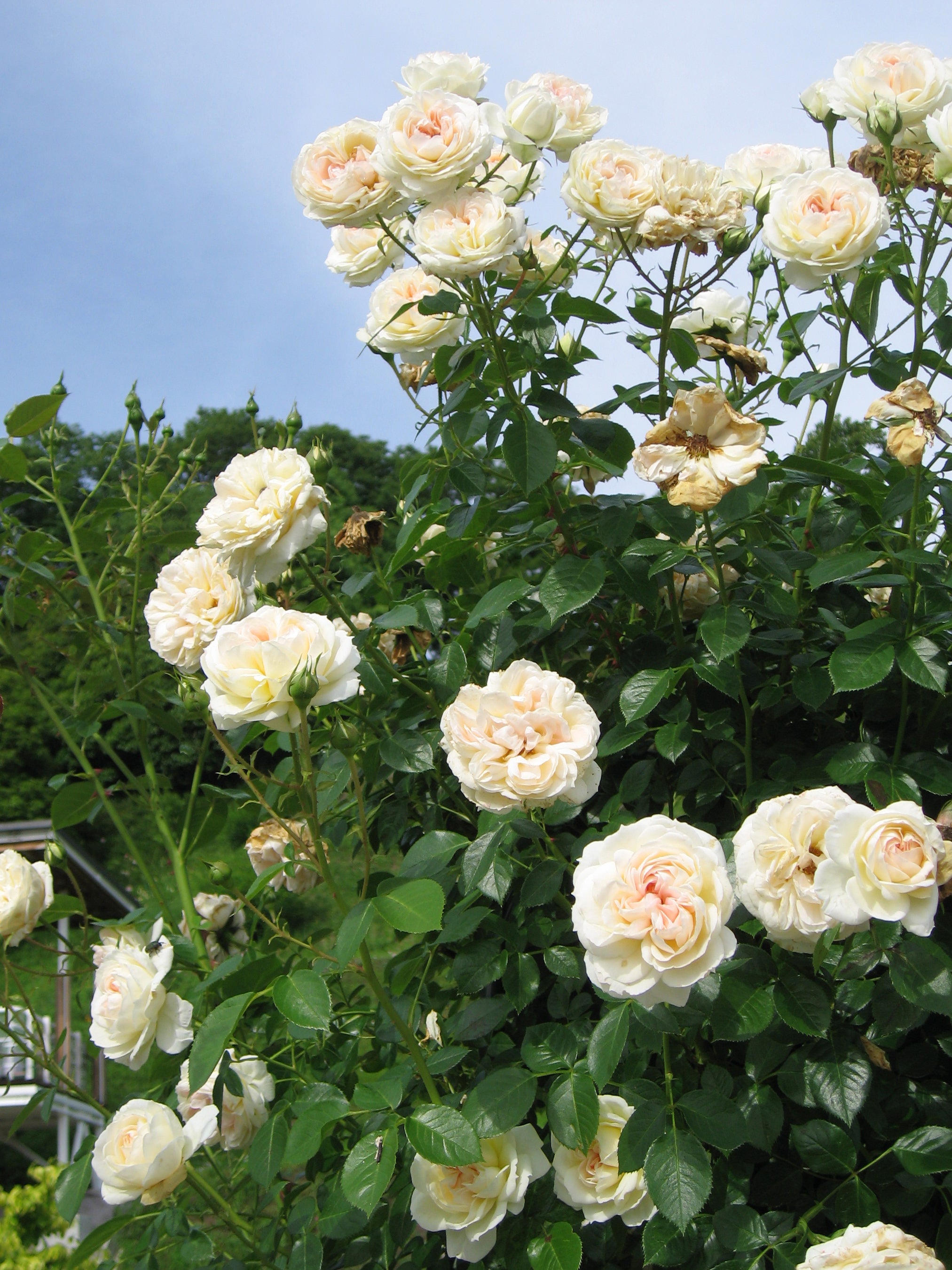 ROSA MON JARDIN ET MA MAISON RAMPICANTE PROFUMATA IN VASO 19CM
