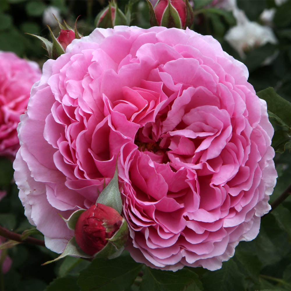 ROSA PRINCESS ALEXANDRA OF KENT VASO 16CM