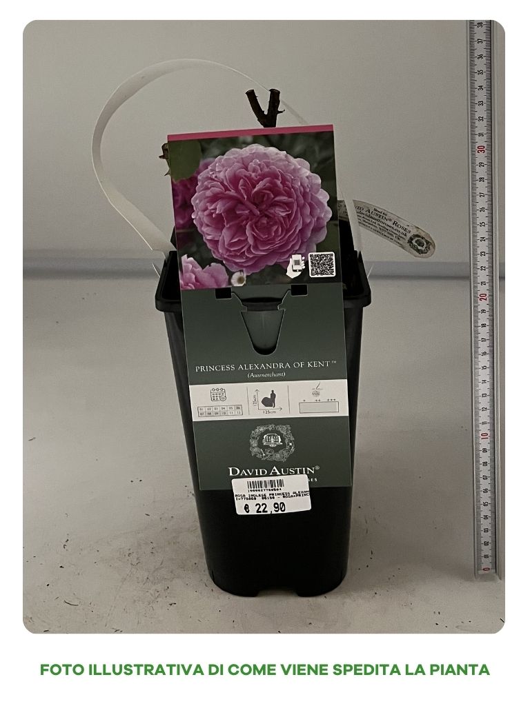 ROSA PRINCESS ALEXANDRA OF KENT VASO 16CM