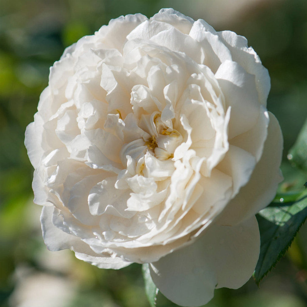 ROSA WILLIAM AND CATHERINE VASO 16CM
