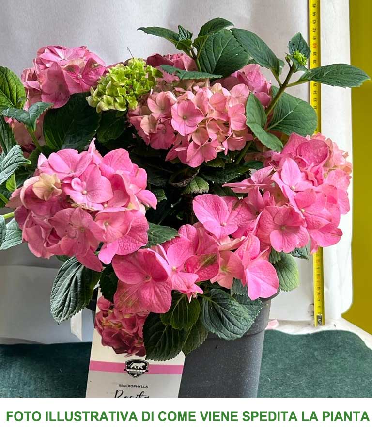 ORTENSIA HYDRANGEA MACROPHYLLA ROSITA VASO 21CM