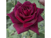 ROSA BLACK PERFUMELLA GRANDE FIORE