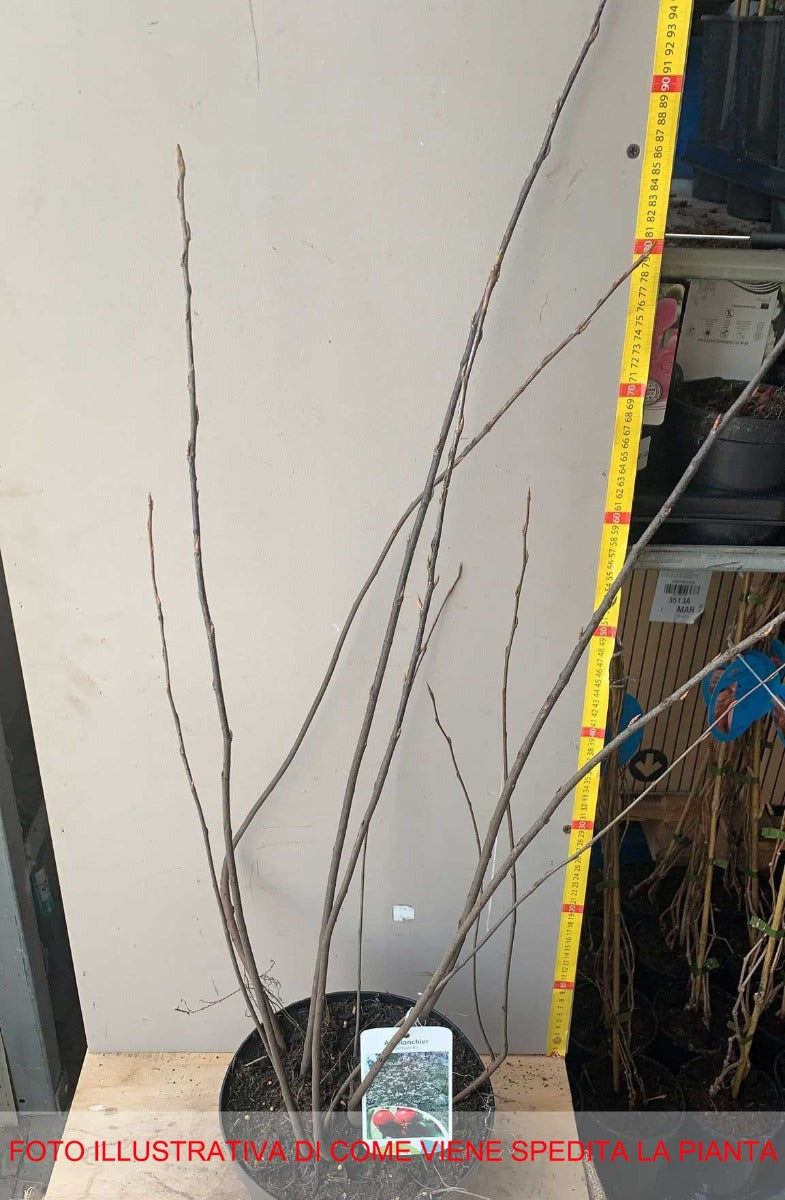 AMELANCHIER LAMARCKII PERO CORVINO IN VASO 23CM