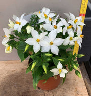 EXACUM SAPPHIRE KANDY WHITE VASO 13CM
