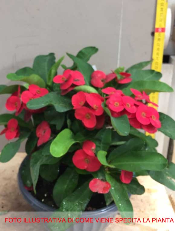 EUPHORBIA MILII VASO 20CM
