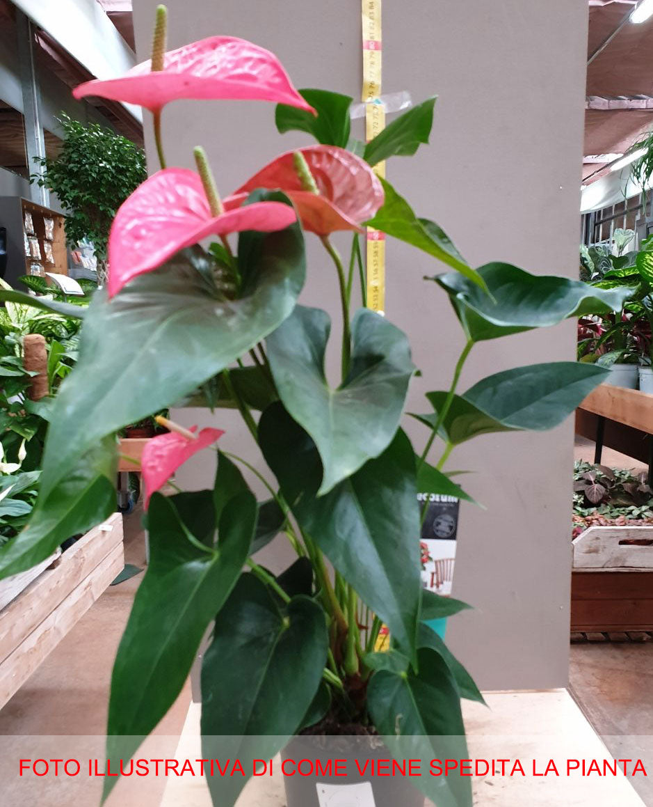 ANTHURIUM MAINE ROSA IN VASO 17CM