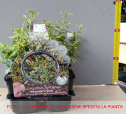 EUONYMUS FORTUNEI EMERALD GOLD BOX 4 PIANTE