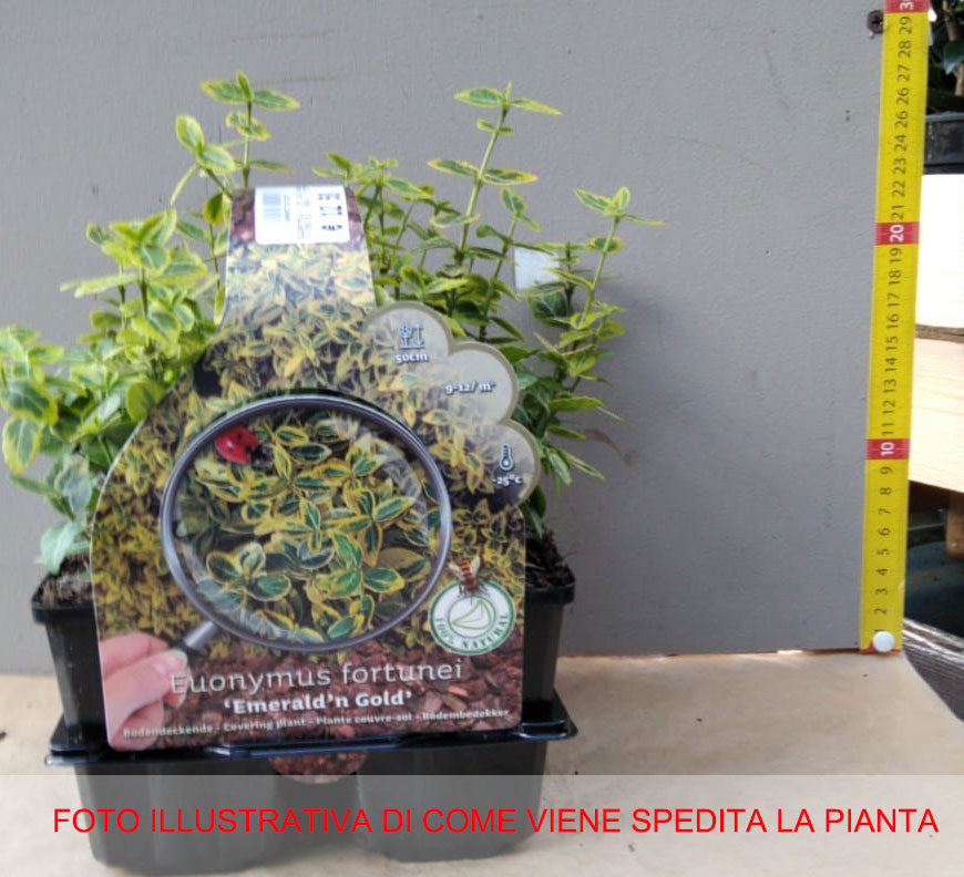 EUONYMUS FORTUNEI EMERALD GOLD BOX 4 PIANTE