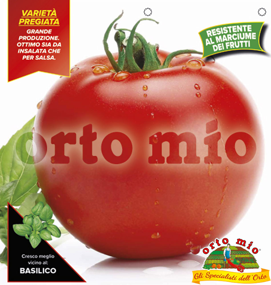 3 PIANTE IN VASO Ø 10CM DI POMODORO TONDO MELODY