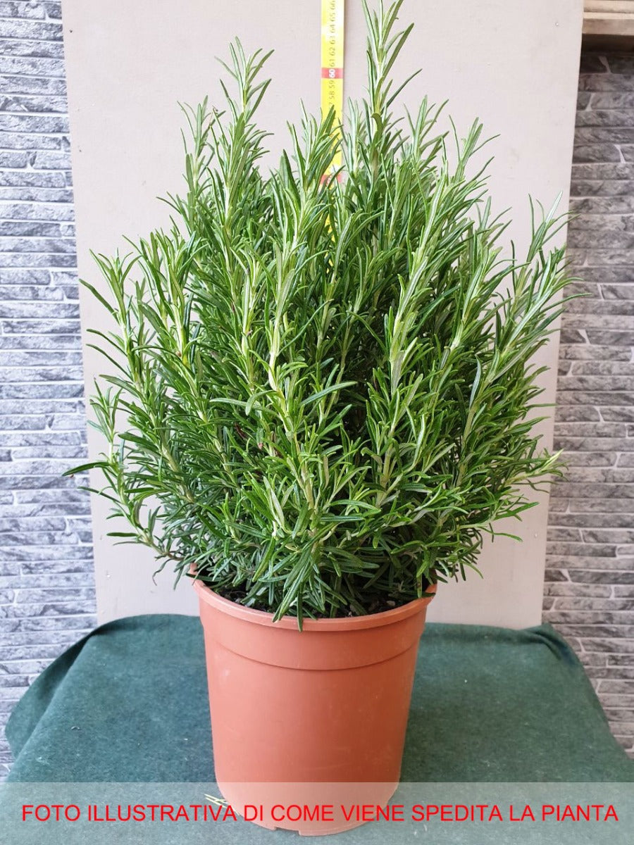 ROSMARINO IN VASO 18CM