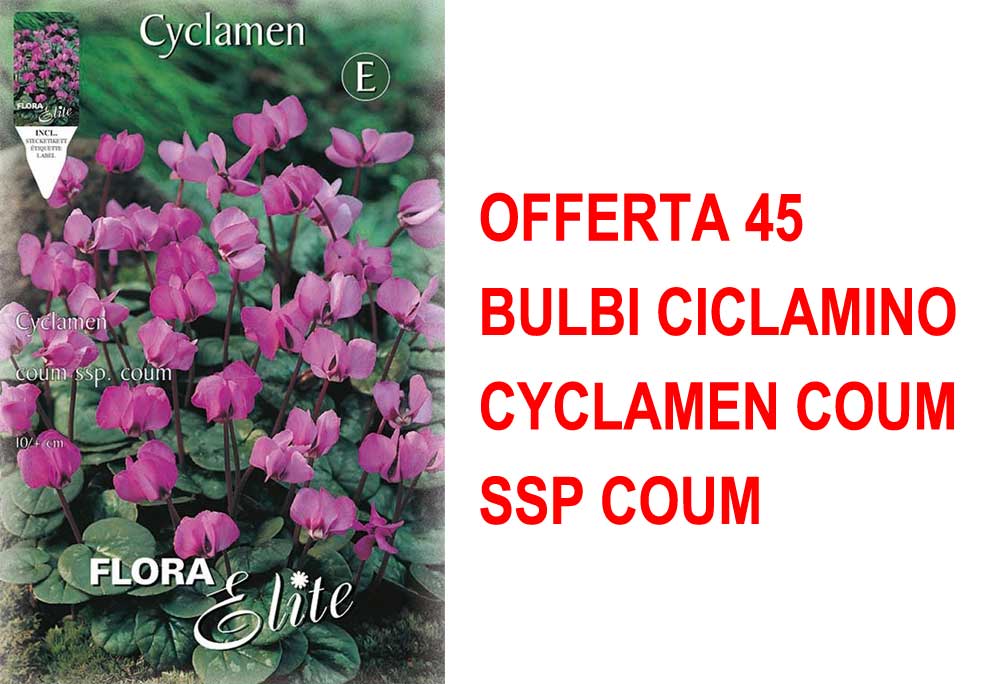 OFFERTA 45 BULBI CICLAMINO CYCLAMEN COUM SSP COUM