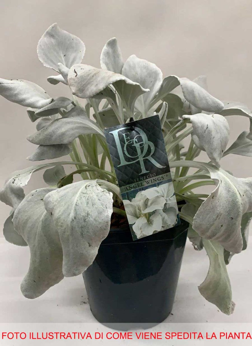 SENECIO ANGEL WINGS VASO 21CM