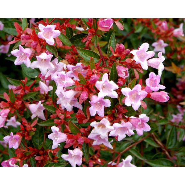 ABELIA GRANDIFLORA EDWARD GOUCHER VASO 17CM