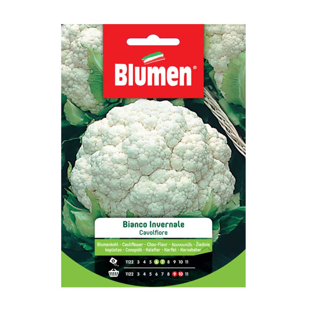 SEMI CAVOLFIORE BIANCO INVERNALE BLUMEN
