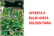 OFFERTA 9 BULBI HOSTA GOLDEN TIARA