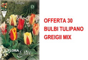 OFFERTA 30 BULBI TULIPANO GREIGII MIX