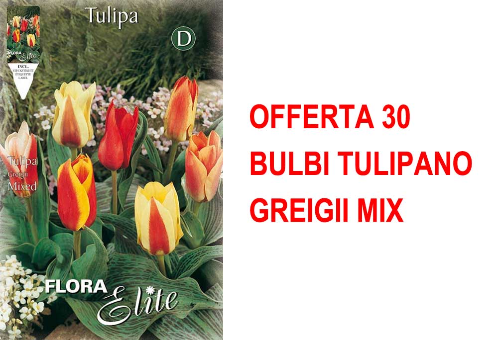 OFFERTA 30 BULBI TULIPANO GREIGII MIX