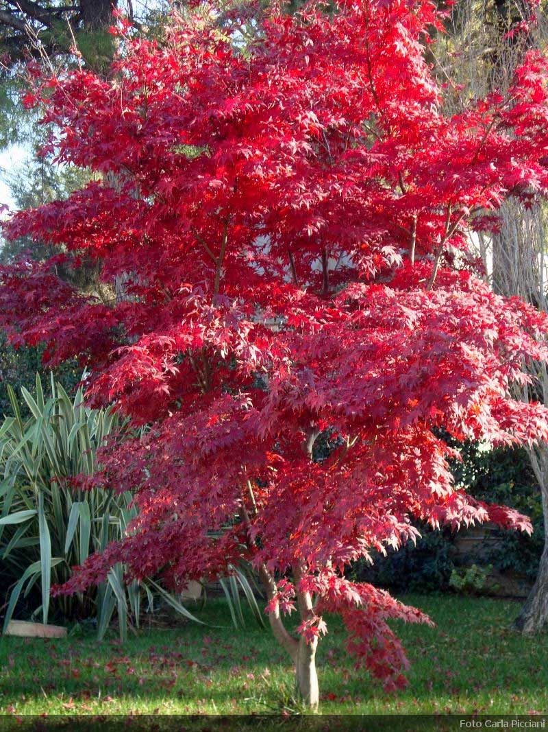 ACERO PALMATUM IN VASO 17CM