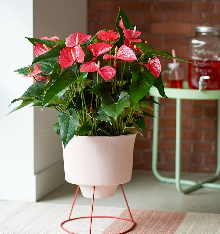 ANTHURIUM MAINE ROSA IN VASO 17CM