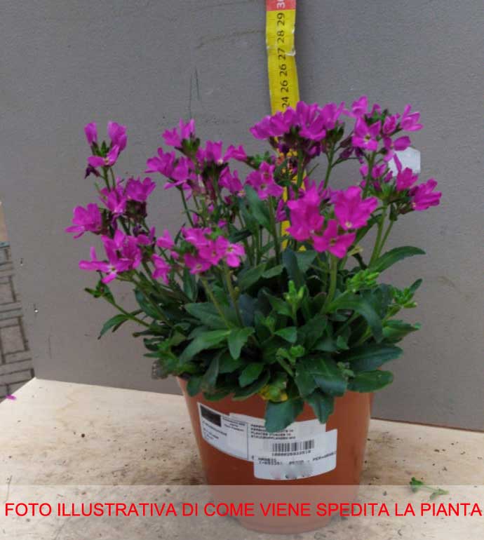 ARABIS CAUCASICA ROSA IN VASO 14CM