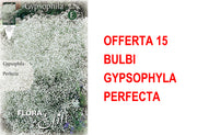 OFFERTA 15 BULBI GYPSOPHYLA PERFECTA