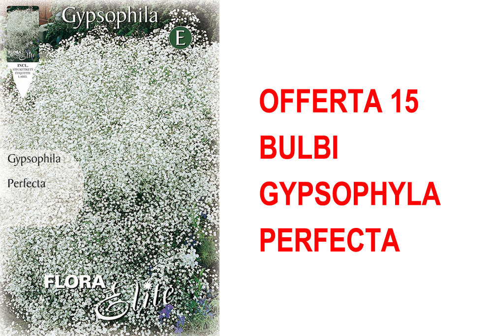 OFFERTA 15 BULBI GYPSOPHYLA PERFECTA