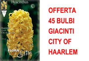 OFFERTA 45 BULBI GIACINTO CITY OF HAARLEM