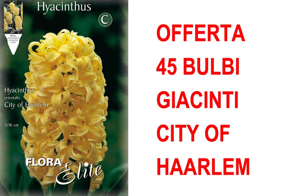 OFFERTA 45 BULBI GIACINTO CITY OF HAARLEM