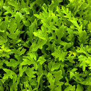 RUCOLA VASO 14CM