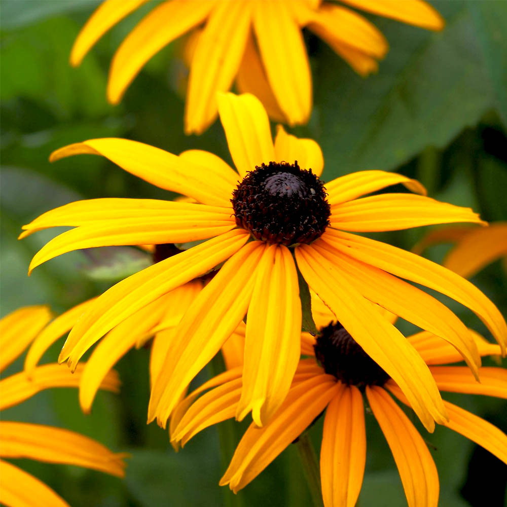 RUDBECHIA IN VASO DA 20CM